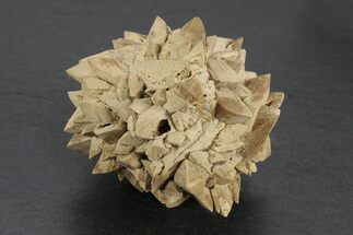 Stellate Glendonite (Calcite Pseudomorph) Cluster - Russia #247211