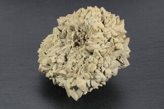 Stellate Glendonite (Calcite Pseudomorph) Cluster - Russia #247229