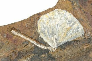 Fossil Ginkgo Leaf From North Dakota - Paleocene #247091