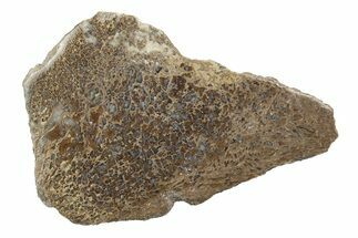 Polished Dinosaur Bone (Gembone) Section - Morocco #247766
