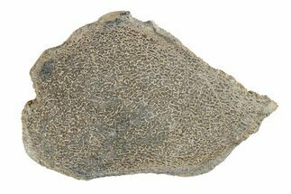 Polished Dinosaur Bone (Gembone) Slab - Morocco #247774