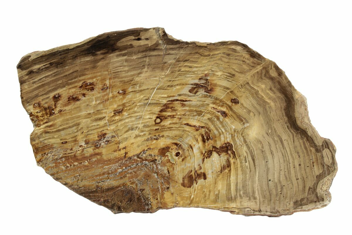 petrified wood fossils