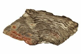 Polished Oligocene Petrified Wood (Pinus) - Australia #247838