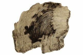 Polished Oligocene Petrified Wood (Pinus) - Australia #247839