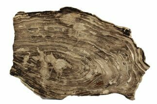 Polished Oligocene Petrified Wood (Pinus) - Australia #247847