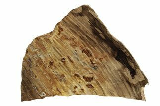 Polished Oligocene Petrified Wood (Pinus) - Australia #247855