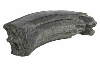 Pleistocene Aged Fossil Horse Tooth - South Carolina #247881