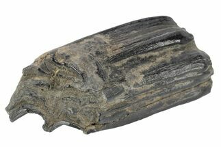 Pleistocene Aged Fossil Horse Tooth - South Carolina #247902