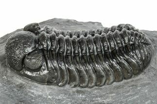 Phacopid (Adrisiops) Trilobite - Jbel Oudriss, Morocco #245287