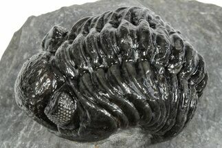 Phacopid (Adrisiops) Trilobite - Jbel Oudriss, Morocco #245293