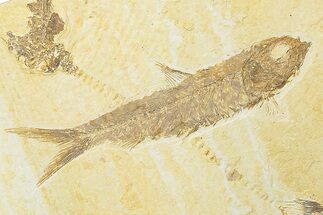 Detailed Fossil Fish (Knightia) - Wyoming #247372