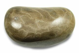Polished Petoskey Stone (Fossil Coral) - Michigan #248064