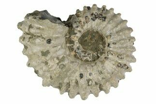 Bumpy Ammonite (Douvilleiceras) Fossil - Madagascar #247941