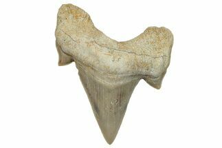 Fossil Shark Tooth (Otodus) - Morocco #248013