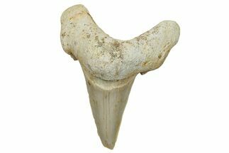 Fossil Shark Tooth (Otodus) - Morocco #248019