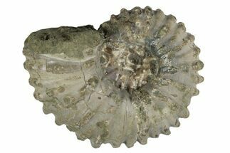 Bumpy Ammonite (Douvilleiceras) Fossil - Madagascar #247949