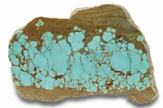 Polished Turquoise Slab - Number Mine, Carlin, NV #248340