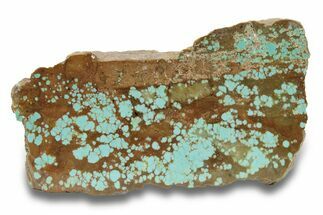 Polished Turquoise Slab - Number Mine, Carlin, NV #248344
