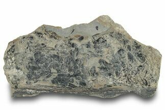Pennsylvanian Fossil Fern (Neuropteris) Plate - Kentucky #248183