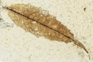 Detailed Fossil Leaf - Green River Formation, Wyoming #248209