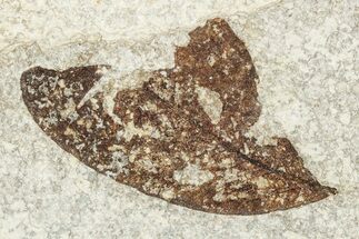 Fossil Leaf - Green River Formation, Wyoming #248223