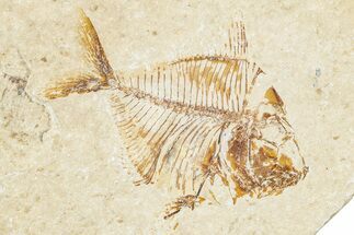 Cretaceous Fossil Fish (Pharmacichthys) - Lebanon #248328