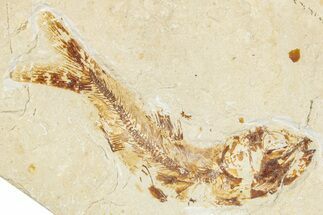 Cretaceous Fossil Fish (Ctenodentelops) - Lebanon #248355
