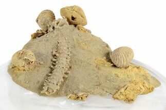 Miniature Fossil Cluster (Ammonites, Crinoid Stem) - France #248443