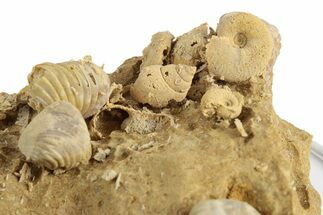 Miniature Fossil Cluster (Ammonites, Brachiopods) - France #248446