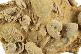 Miniature Fossil Cluster (Ammonites, Brachiopods) - France #248450