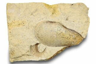 Ordovician Bivalve (Ctenodonta) Fossil - Wisconsin #248580