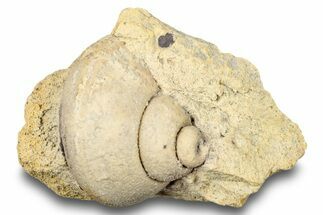 Ordovician Gastropod Fossil (Clathrospira) - Wisconsin #248596