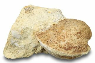 Ordovician Bivalve Fossil (Cyrtodontula) - Wisconsin #248626