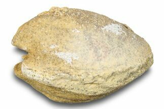Ordovician Bivalve Fossil (Cyrtodontula) - Wisconsin #248627