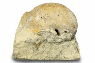 Ordovician Gastropod Fossil (Sinuites) - Wisconsin #248632