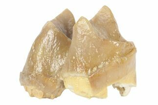 Fossil Eocene Mammal (Lophiodon) Molar - France #248657