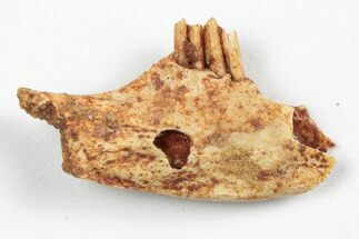 Miocene Fossil Pika (Prolagus) Jaw - France #248676