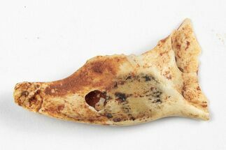 Miocene Fossil Pika (Prolagus) Jaw - France #248680