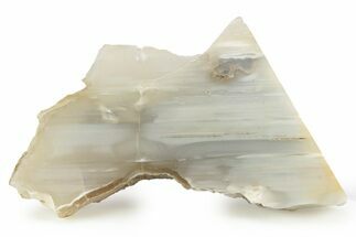 Waterline Agate Limb Cast Slice - Tom Miner Basin, Montana #248710