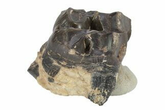 Fossil Eocene Mammal (Plagiolophus) Molar - France #248662