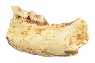 Eocene Fossil Primate (Necrolemur) Jaw Section - France #248690