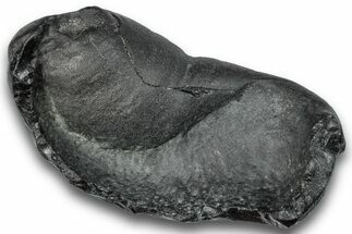 Fossil Whale Ear Bone - South Carolina #248397