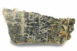 Proterozoic Columnar Stromatolite (Asperia) Slab - Australia #239970