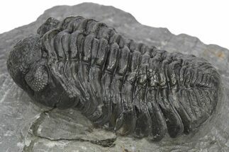 Phacopid (Adrisiops) Trilobite - Jbel Oudriss, Morocco #243892