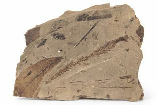 Fossil Plant (Cunninghamia, Fagopsis) Plate - McAbee, BC #248837