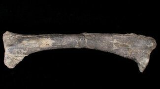 Dryosaurus Tibia - Bone Cabin Quarry, Wyoming #14726