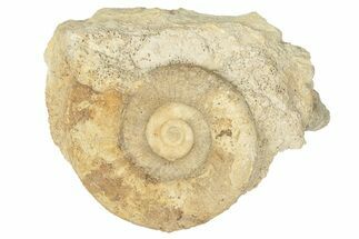 Callovian Ammonite (Choffatia) Fossil - France #249025