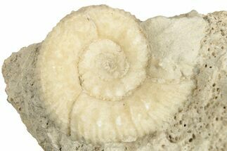 Bajocian Ammonite (Procerites) Fossil - France #249038