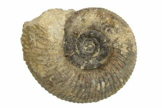 Bajocian Ammonite (Procerites) Fossil - France #249039