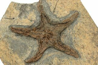 Very Detailed, Ordovician Fossil Starfish - Morocco #249065